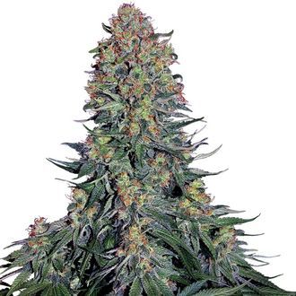 Blue Skunk (Sensi Seeds) Feminisoidut