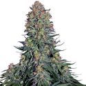 Blue Skunk (Sensi Seeds) Feminisoidut