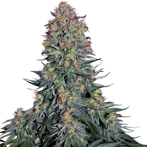 Blue Skunk (Sensi Seeds) Feminisoidut