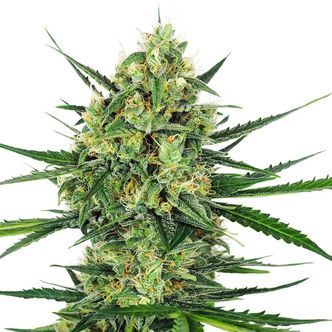 Tangerine Sugar (Sensi Seeds) feminisoidut kannabiksen siemenet