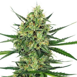 Tangerine Sugar (Sensi Seeds) Feminisoidut