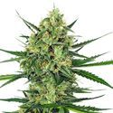 Tangerine Sugar (Sensi Seeds) Feminisoidut