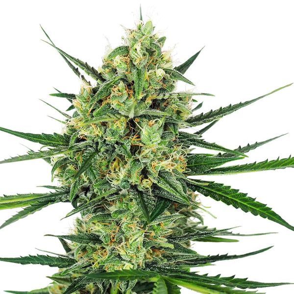 Tangerine Sugar (Sensi Seeds) Feminisoidut
