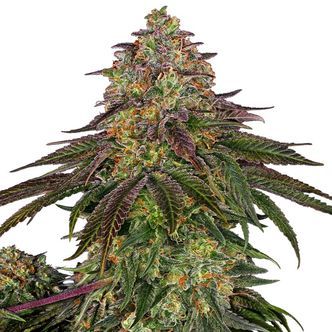Sweet Cherry Kush (Sensi Seeds) feminisoidut
