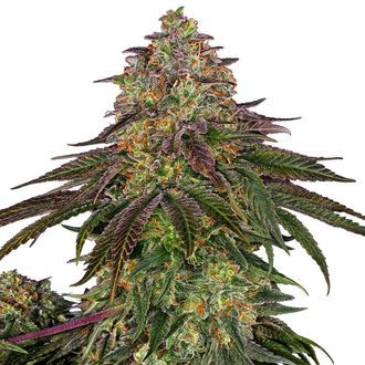Sweet Cherry Kush (Sensi Seeds) Feminisoidut