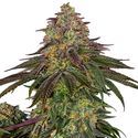 Sweet Cherry Kush (Sensi Seeds) Feminisoidut