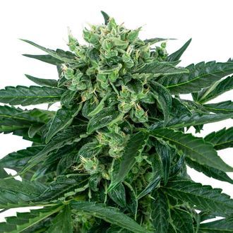 Sensi Amnesia Auto (Sensi Seeds) Feminisoidut