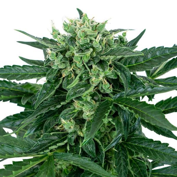 Sensi Amnesia Auto (Sensi Seeds) Feminisoidut