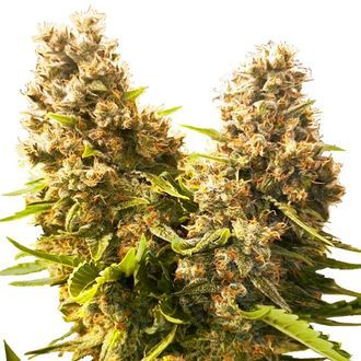 Banana Kush Cake Auto (Sensi Seeds) Feminisoidut