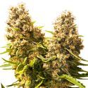 Banana Kush Cake Auto (Sensi Seeds) Feminisoidut