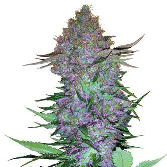 Purple Skunk Auto (Sensi Seeds) feminisoitu