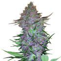 Purple Skunk Autoflower (Sensi Seeds) Feminisoidut