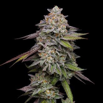 Double Stack (Compound Genetics) Feminisoidut