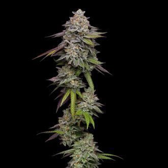 Double Stack (Compound Genetics) Feminisoidut