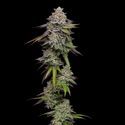 Double Stack (Compound Genetics) Feminisoidut