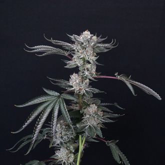 Luxar-Dos (Compound Genetics) Feminisoidut