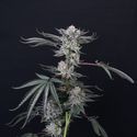 Luxar-Dos (Compound Genetics) Feminisoidut