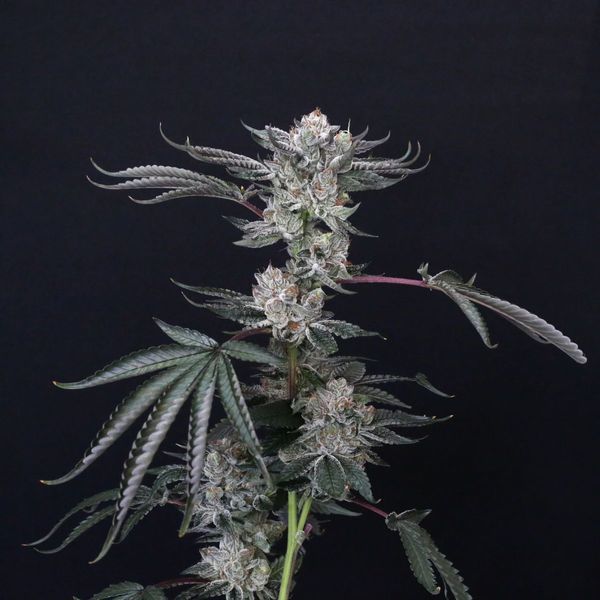 Luxar-Dos (Compound Genetics) Feminisoidut
