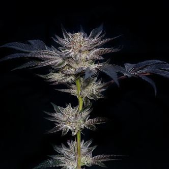 Slipstream (Compound Genetics) feminisoidut kannabiksen siemenet