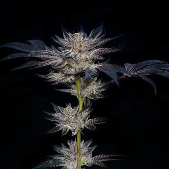 Slipstream (Compound Genetics) Feminisoidut