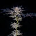 Slipstream (Compound Genetics) Feminisoidut