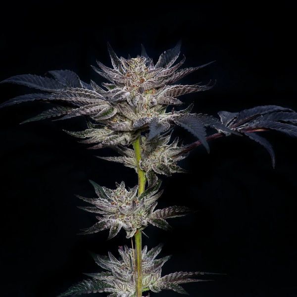 Slipstream (Compound Genetics) Feminisoidut