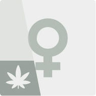 Feminisoidut kannabis siemenet