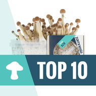 Top 10 taikasienet