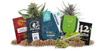 Top 5 autoflower kannabiksen siemenet