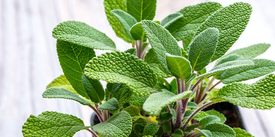 Salvia Sage