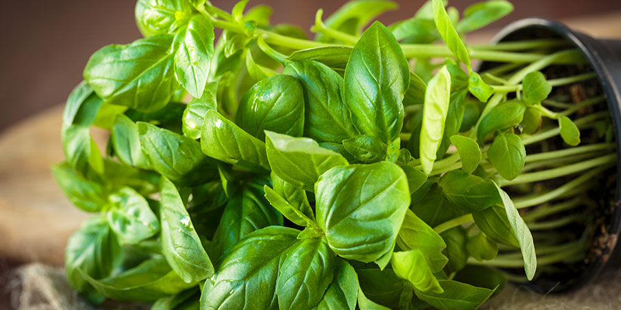 Basil Basil