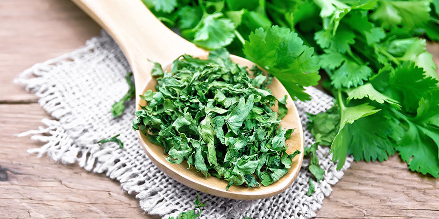 Cilantro Cilantro
