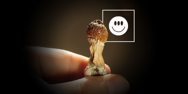 Ovatko Psilocybe cubensis -sienet vahvoja?