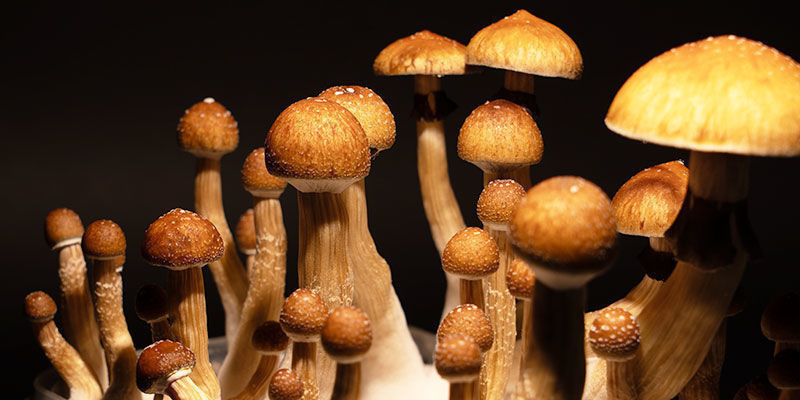 Psilocybe cubensis -sienten kasvatus