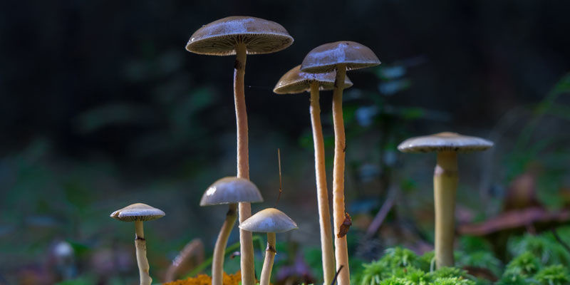 Psilocybe Cubensis: luonnon lahja