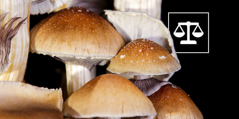 Psilocybe cubensis -sienen laillisuus