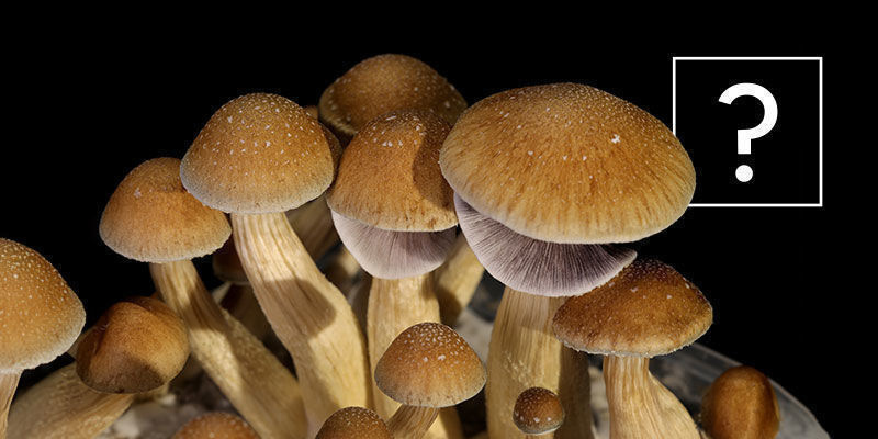 Mit&auml; Psilocybe cubensis -sienet ovat?