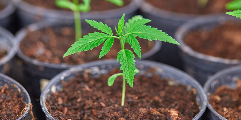 Kotitekoisen kannabislannoitteen hyödyt Kotitekoisen kannabislannoitteen hyödyt