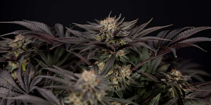 Hulluimpien kannabismyyttien kumoaminen Hulluimpien kannabismyyttien kumoaminen