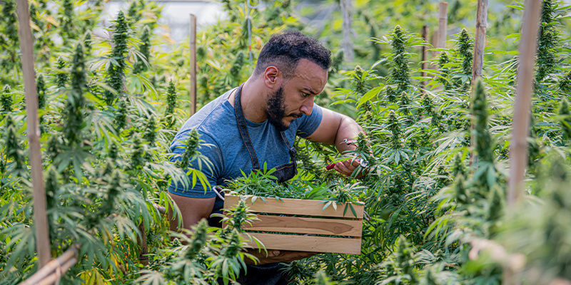 Miksi orgaanisuus on tärkeää kannabiksen kasvatuksessa Why organic matters in cannabis cultivation