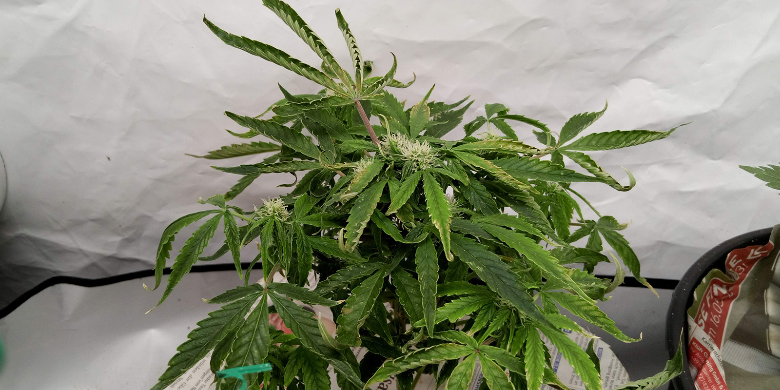 2. Tarkastele koko kasvia 2. Observe the whole plant