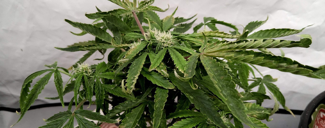 Kannabiksen lehtien ylöspäin käpristymisen korjaaminen Kannabiksen lehtien ylöspäin käpristymisen korjaaminen