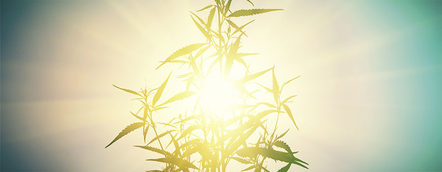 Valostressi kannabiksessa LIGHT STRESS