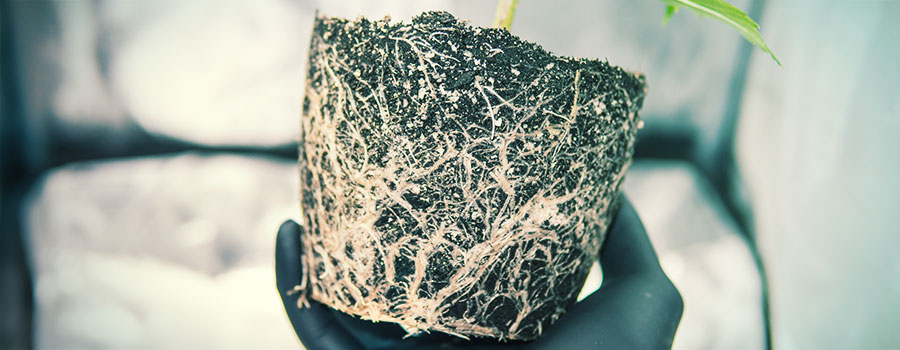 Juuriston stressi ja vauriot ROOT STRESS AND DAMAGE