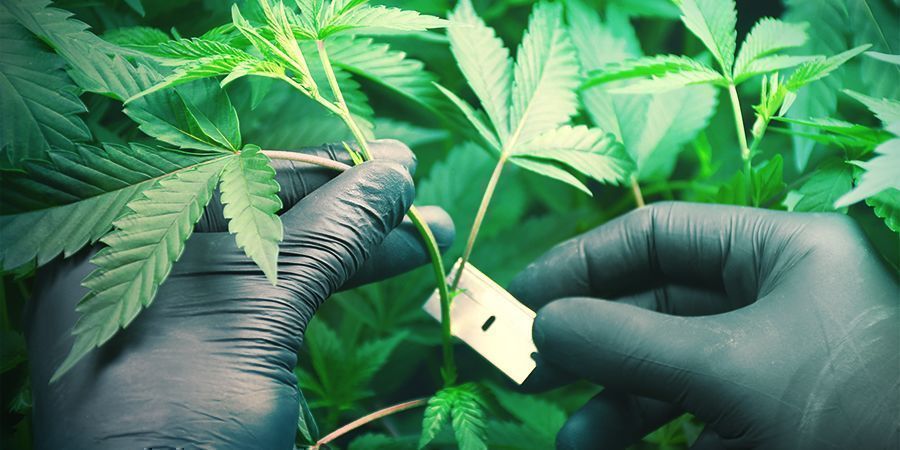 Yleiset vinkit rahansäästöön, kun kasvatat kannabista Yleiset vinkit rahansäästöön, kun kasvatat kannabista