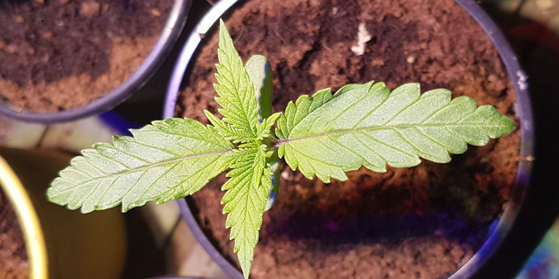 Kahvinporot ja kannabis: hyödyllinen lannoite Kahvinporot ja kannabis: hyödyllinen lannoite