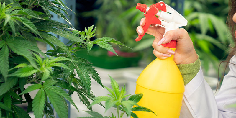 Lehtiruiskutus Kuinka käyttää kahvinporoja kannabiksen lannoitteena: Lehtiruiskutus
