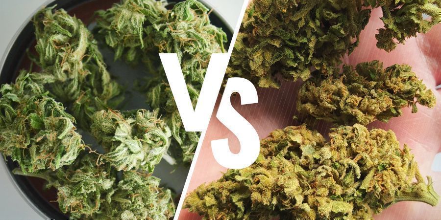 Väri Sisällä vs. ulkona kasvatettu kannabis: väri