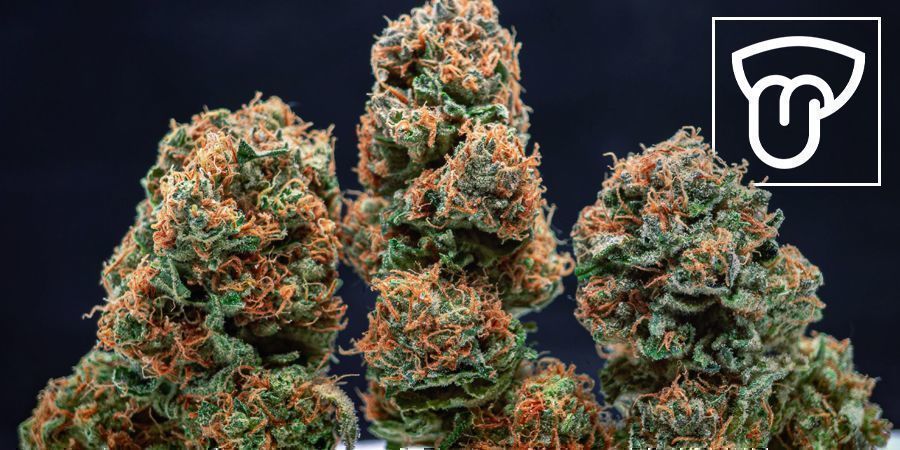 Maku Sisä- vs ulkokasvatettu kannabis: maku