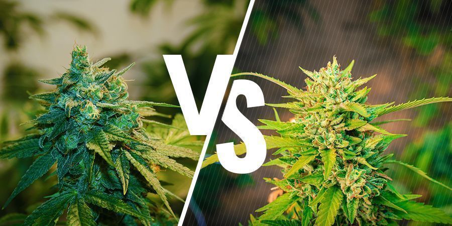 Indoor- vs. outdoor-kannabis: miten ne eroavat toisistaan? Indoor- vs. outdoor-kannabis: miten ne eroavat toisistaan?